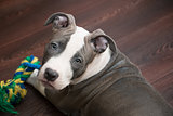 White and Grey Pitbull laying down with toy