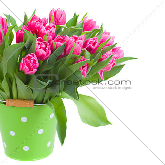 pink double tulips in green pot  close up