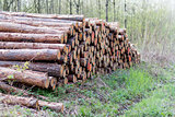 pile of wood in forest