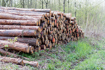 pile of wood in forest