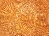 Close-up wooden texture