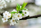 Cherry Tree White Flower Blossom
