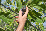 Collecting figs