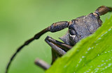 Weaver beetle (Lamia textor)