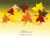 Autumn vector background with leaves 