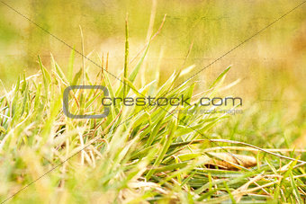 background of green grass, artwork in painting style