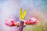 Spring blossom: branch of a blossoming  tree on garden backgroun