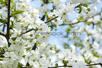 Rapid flowering of sweet cherry tree
