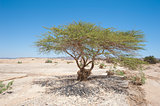 Sahara acacia tree in desert landscape