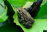 female Black-spined Toad (Bufo melanostictus)