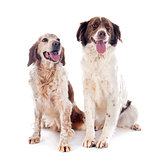 two spaniels