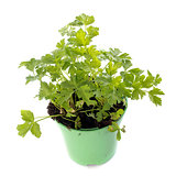 parsley in pot