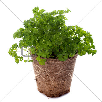 green curly parsley