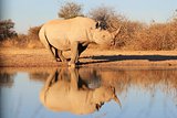 Black Rhino - Wildlife Background from Africa