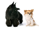 Scottish Terrier and chihuahua