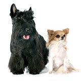 Scottish Terrier and chihuahua
