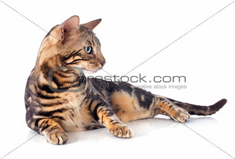 bengal cat