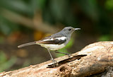female oriental magpie-robin