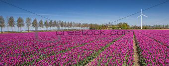 Panorama of a field of purple tulips and a wind turbine