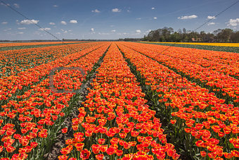 Field of orange and yellow tulips