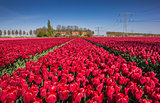 Field of red tulips and a house