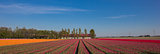 Panorama of a field of  pink, red and yellow tulips and farm