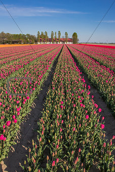 Field of  purple tulips and a farm
