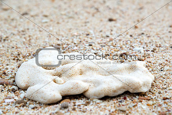 Oman beach sponge