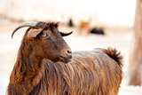 Oman goat