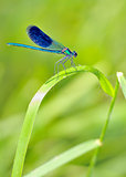 blue Dragonfly 
