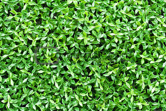 artificial tiny green leaves texture