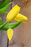 Yellow Tulips