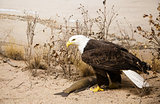 Bald Eagle in Sand