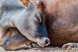 closeup of a sleeping cow at rest