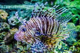 poisonous exotic zebra striped lion fish 