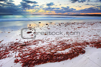 Pretty red seaweed washed ashore the beach at dawn