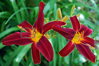 Bright flowers lily