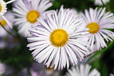 Bright flowers camomile