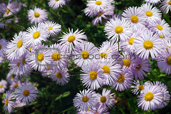 Bright flowers camomile