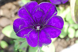Bright one purple flower