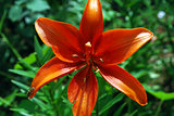Bright flowers lily