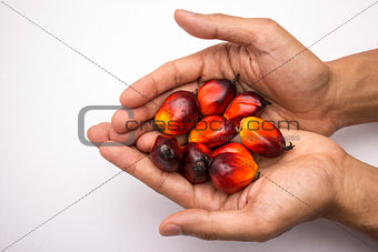  oil palm seed