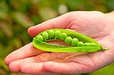 a large pod of peas on a female palm
