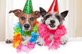 happy birthday dogs