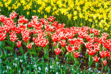 Beautiful red-white tulips and yellow narcissus 