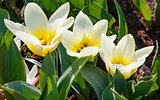 Beautiful three white-yellow tulips close-up