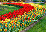 Beautiful red and yellow tulips. 