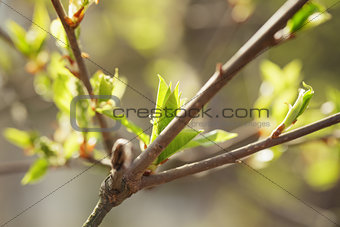 young leaves of cherry-bird tree in spring morning