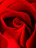 Close up of beautiful velvet red rose