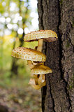  A group of mushrooms on a tree trunk